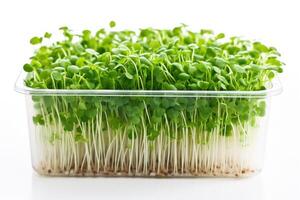 ai gegenereerd vers microgreens groeit in een plastic container, levendig groen bladeren. Aan wit achtergrond. concept van gezond aan het eten, stedelijk tuinieren, duurzame voedsel, fabriek groei foto