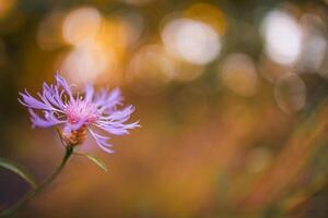 inspirerend zomer natuur achtergrond, helder bloemen Aan wazig achtergrond, geweldig kleurrijk gelukkig bloeiend zomer bloemen. ontspannende kleuren van natuur foto