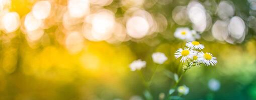 abstract zacht focus madeliefje weide landschap. mooi gras weide vers groen wazig gebladerte. rustig voorjaar zomer natuur detailopname en wazig Woud veld- achtergrond. idyllisch natuur, gelukkig bloemen foto