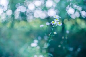 abstract zacht focus madeliefje weide landschap. mooi gras weide vers groen wazig gebladerte. rustig voorjaar zomer natuur detailopname en wazig Woud veld- achtergrond. idyllisch natuur, gelukkig bloemen foto