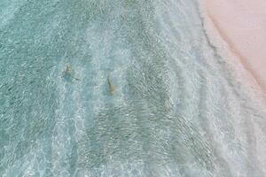 blacktip rif haai jacht- voor vis. zee leven ecosysteem. wild baby zwart tip rif haai van bovenstaand in tropisch Doorzichtig wateren school- van vis in Ondiep lagune turkoois marinier aqua achtergrond behang foto