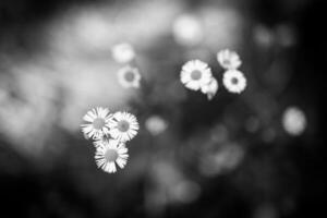 mooi detailopname van zwart en wit madeliefje bloemen Aan artistiek donker wazig achtergrond. abstract natuur wit bloemen en zwart bokeh veld- gebladerte. mooi monochroom madeliefje bloem bloesem foto