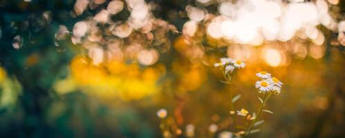 detailopname weide zonsondergang bloemen vervagen en zacht silhouet van gras bloemen met zonlicht. ontspannende natuur weide bloemen. vredig vervagen van herfst voorjaar natuur landschap. wild weide madeliefje bloemen foto