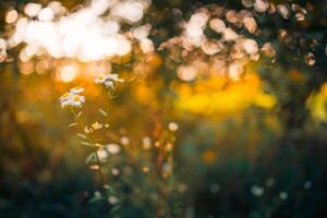 detailopname weide zonsondergang bloemen vervagen en zacht silhouet van gras bloemen met zonlicht. ontspannende natuur weide bloemen. vredig vervagen van herfst voorjaar natuur landschap. wild weide madeliefje bloemen foto