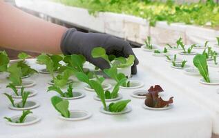 vers groente groeit in hydrocultuur systeem foto