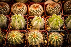 baby cactus in rijen foto