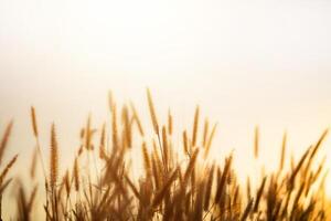 eekhoorn staart gras of setaria verticillata, zonsondergang achtergrond. gras met wazig achtergrond en bokeh Bij zonsondergang. foto