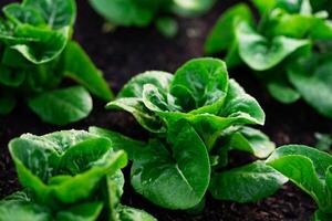 biologisch groente tuin toenemen groenten van nature zonder schadelijk Chemicaliën. foto