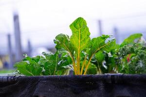 groenten in biologisch boerderijen groen blad salade. groenten toenemen in de tuin. gezond biologisch voedsel concept. foto