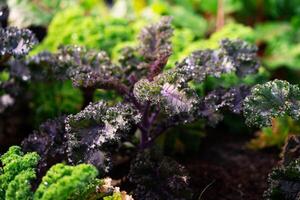 groenten in biologisch boerderijen groen blad salade. groenten toenemen in de tuin. gezond biologisch voedsel concept. foto