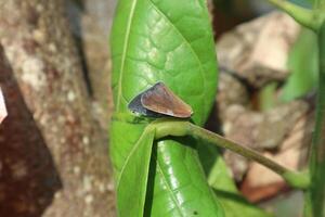 ricaniidae is een familie van planthopper insecten dat land- Aan groen planten en bomen en leven in tropisch gebieden foto