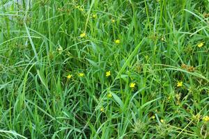 heel mooi groen gras achtergrond. behang voor bureaublad achtergrond foto