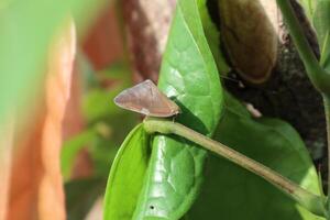 ricaniidae is een familie van planthopper insecten dat land- Aan groen planten en bomen en leven in tropisch gebieden foto