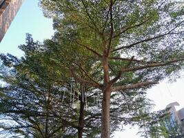 fotograaf van een terminalia mantaly boom genomen in de dag foto