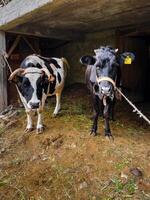 twee koeien in een schuur in een dorp foto