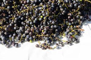 ik liefde de kijken van deze verdrag druiven verspreiding uit Aan top van een wit achtergrond. de diep kleuren van de BES strengen uit van de groen stengels. deze bessen kan maken wijn of gelei. foto