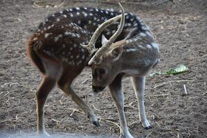 jong gevlekte hert, chital hert, gevlekte hert en as hert in gevangenschap. foto