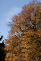deze mooi boom is gezien hier uitrekken naar de lucht. de bladeren zijn veranderen naar vurig kleuren tonen de vallen seizoen. de oranje, geel, en rood tinten tonen ze zijn over naar laten vallen naar de grond. foto