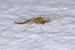 volwassen niet-bijtende mug foto