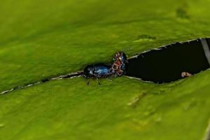volwassen bladhoudende bladkevers