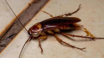dode amerikaanse kakkerlak