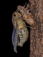 volwassen gigantische cicade foto