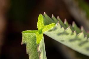 alligatorplant in macroweergave foto