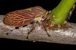 volwassen aetalionid treehopper foto