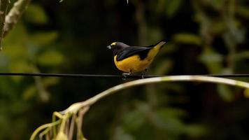 mannelijke purperkeel euphonia foto