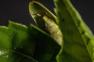 vrouwelijke volwassen eenhoorn bidsprinkhaan foto