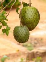 groene zuurzak fruit foto