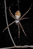 volwassen vrouwelijke zilveren tuinorbweaver foto