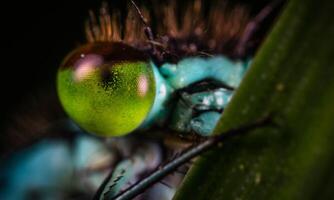 heel gedetailleerd macro foto van een libel. macro schot, tonen details van de libellen ogen en Vleugels. mooi libel in natuurlijk leefgebied