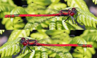 heel gedetailleerd macro foto van een libel. macro schot, tonen details van de libellen ogen en Vleugels. mooi libel in natuurlijk leefgebied