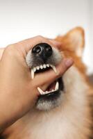shiba inu hond shows tanden. de hond is boos. foto
