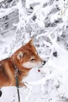 shiba inu hond in de winter Woud snuift besneeuwd takken. mooi rood shiba inu hond foto