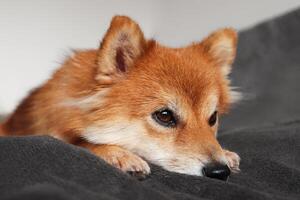 portret van een hond shiba inu. de hond is verdrietig. mooi rood en pluizig hond. foto