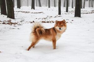 shiba inu hond in een winter besneeuwd Woud. portret van een mooi pluizig rood shiba inu hond foto