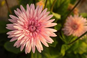 gerbera jamesoni, gerbera madeliefje is een elegant, rechtop, groenblijvend meerjarig bloem foto