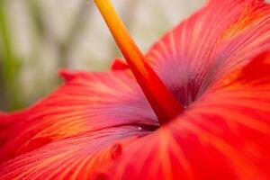 rood hibiscus bloem detailopname Aan groen wazig achtergrond foto