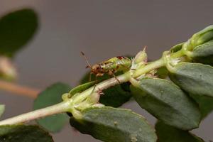 geurloze plantenwants nimf foto