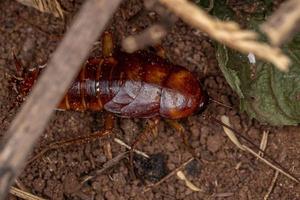 Amerikaanse kakkerlak nimf foto