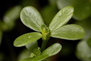 vruchten van een gewone posteleinplant foto