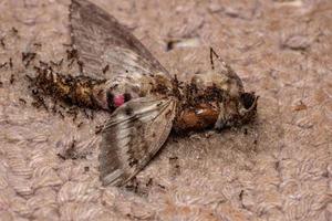 groothoofdige mieren die een dode roze-gevlekte haviksmot eten