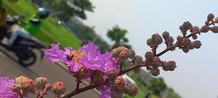 Purper bloemen Aan de kant weg foto