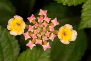 bloem van gewone lantana foto