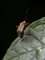 kleine plant bug foto