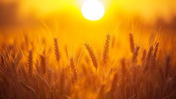 ai gegenereerd sereen beeld vangt vredig tafereel van tarwe veld- Bij zonsopkomst. de zon is zichtbaar, verschijnen net zo helder, gouden bol temidden van de tarwe stengels ai gegenereerd foto