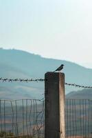 ai gegenereerd klein vogel is neergestreken Aan een van de beton berichten ondersteunen de hek ai gegenereerd foto