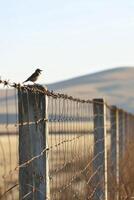 ai gegenereerd klein vogel is neergestreken Aan een van de beton berichten ondersteunen de hek ai gegenereerd foto